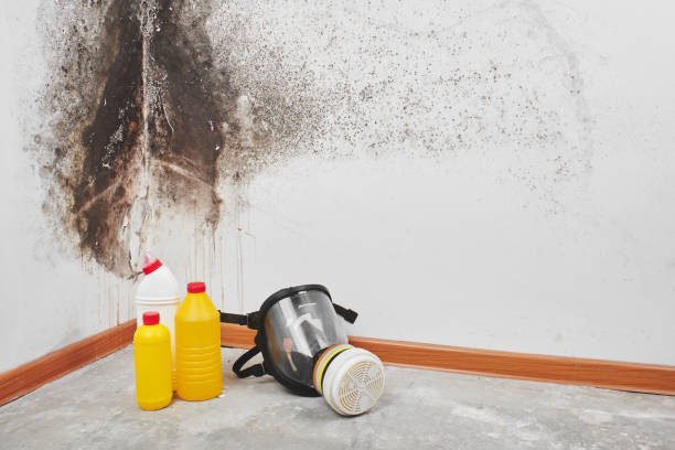 Best Attic Mold Removal  in Pierz, MN
