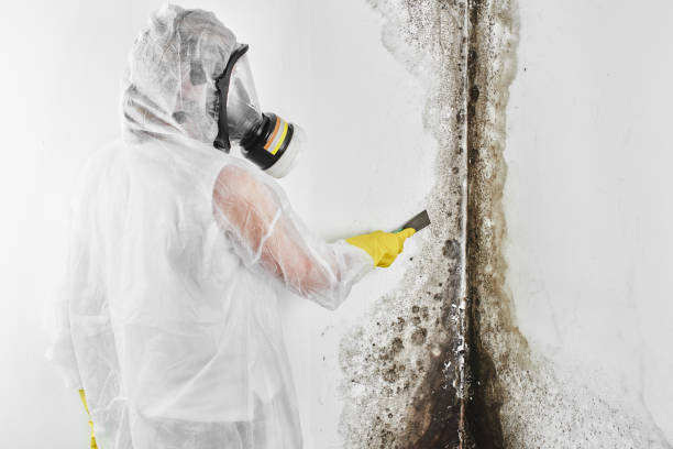 Best Office Mold Removal Services  in Pierz, MN