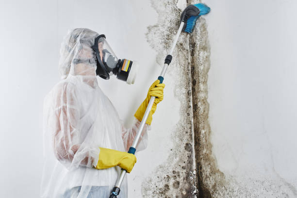 Best Professional Mold Removal  in Pierz, MN