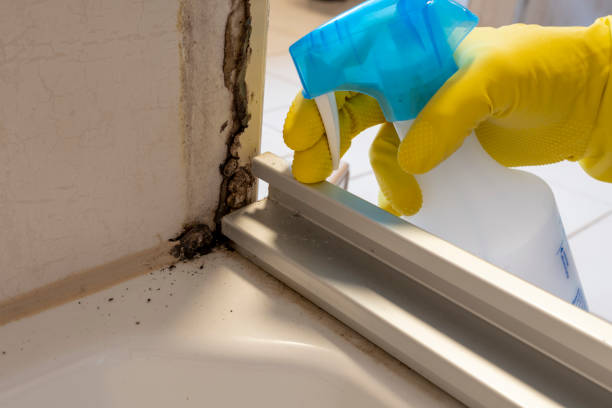 Best Mold Damage Repair  in Pierz, MN