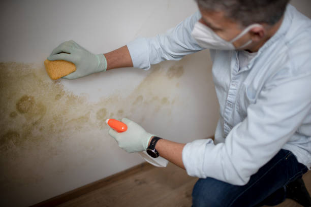Best Toxic Mold Removal  in Pierz, MN
