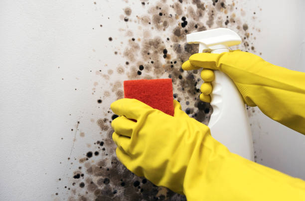 Best Certified Mold Removal  in Pierz, MN